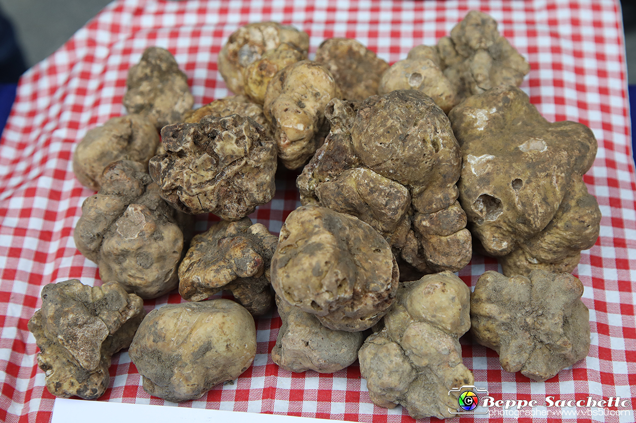VBS_6955 - Fiera dei Santi - 12.ma Fiera Nazionale del Tartufo.jpg